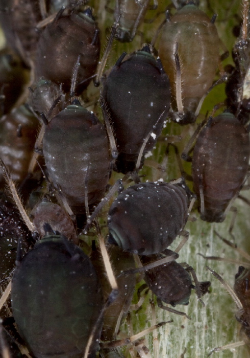 Aphis fabae? Aphididae