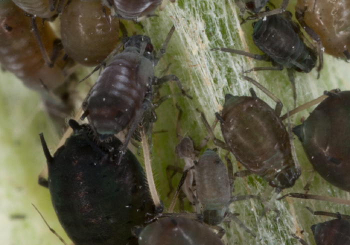 Aphis fabae? Aphididae