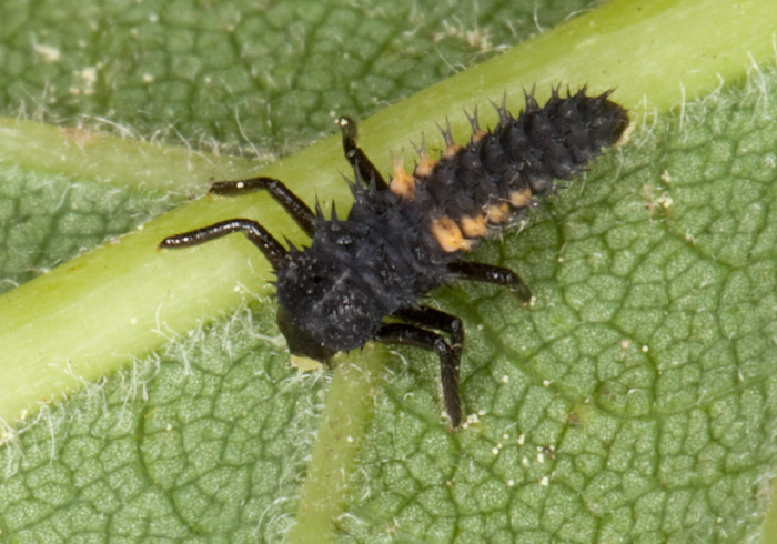 Harmonia axyridis Coccinellidae