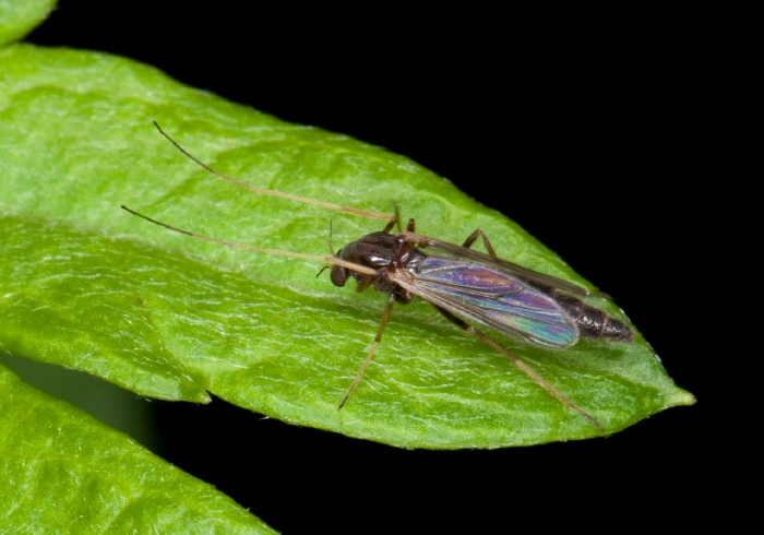   Chironomidae