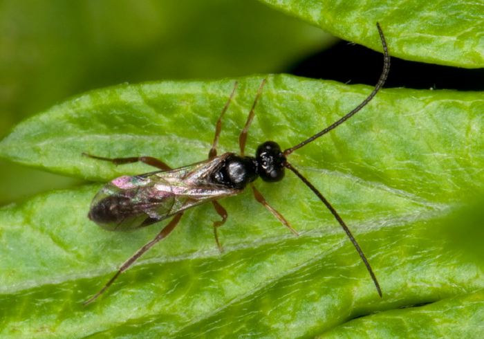   Braconidae