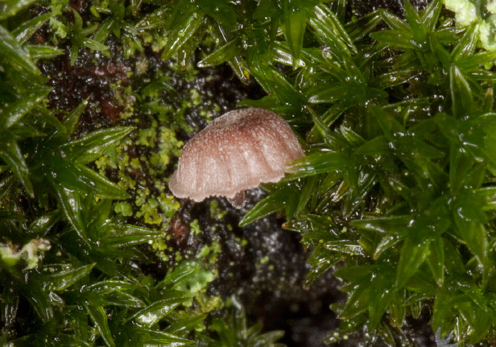 Mycena corticola Tricholomataceae