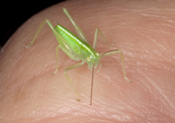 Meconema thalassinum Tettigoniidae