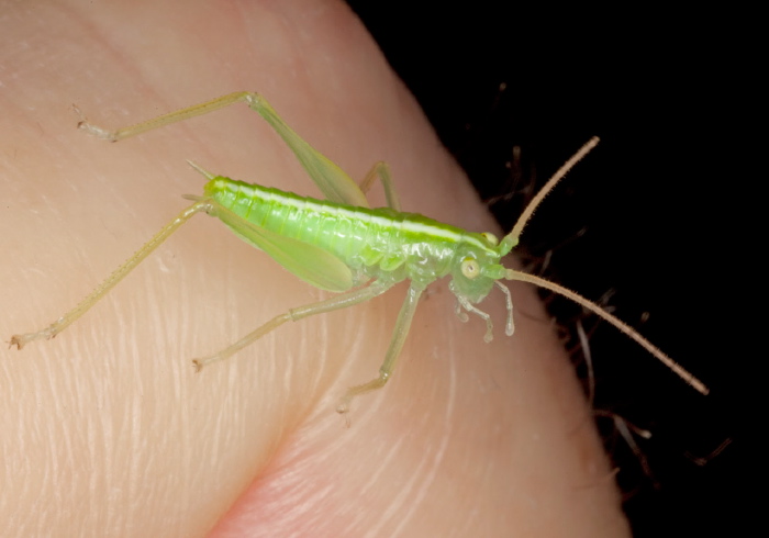 Meconema thalassinum Tettigoniidae