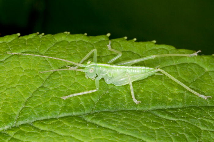 Meconema thalassinum Tettigoniidae