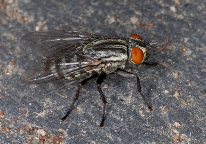   Sarcophagidae