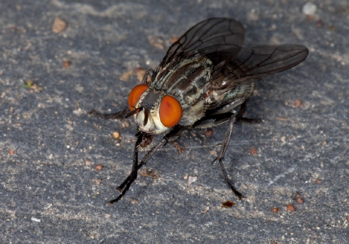   Sarcophagidae