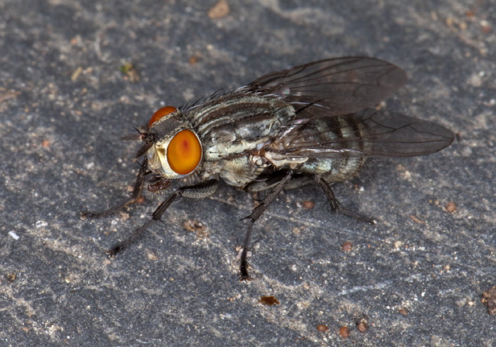   Sarcophagidae