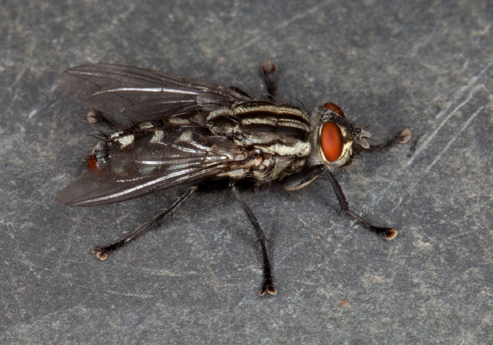   Sarcophagidae