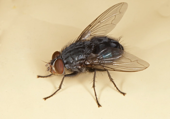 Calliphora vicina Calliphoridae