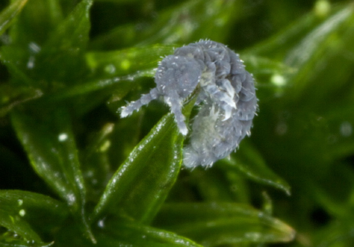 Hypogastrura sp. Hypogastruridae