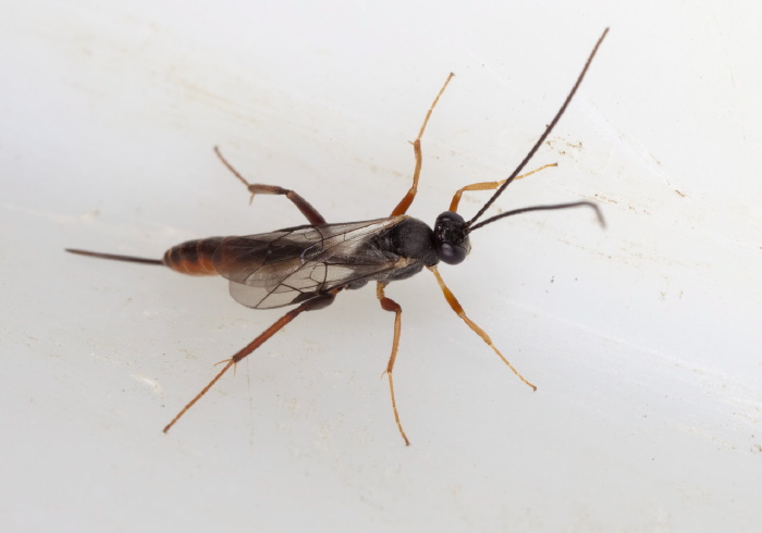   Ichneumonidae