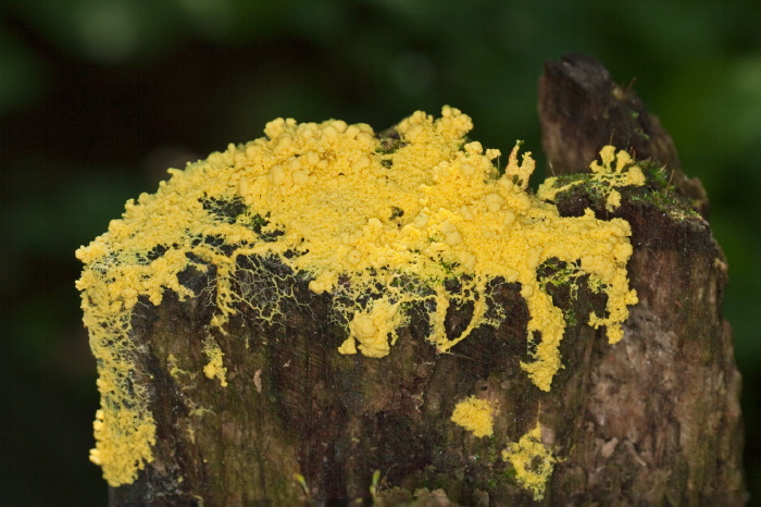 Leocarpus fragilis? Physaridae