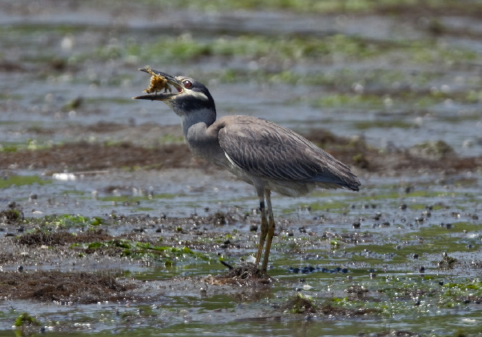 Nyctanassa violacea Ardeidae