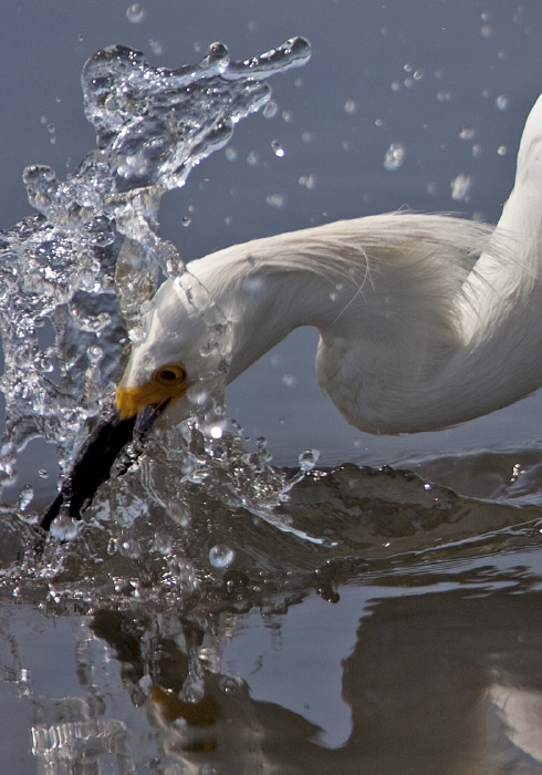 Egretta thula Ardeidae