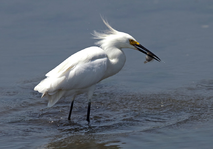 Egretta thula Ardeidae