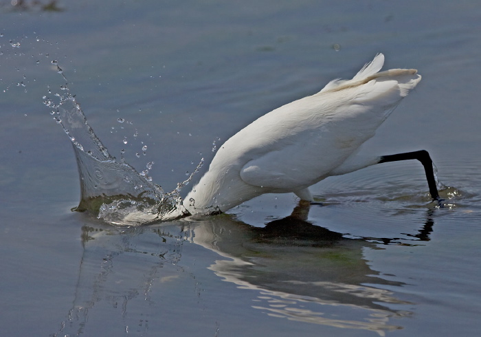 Egretta thula Ardeidae