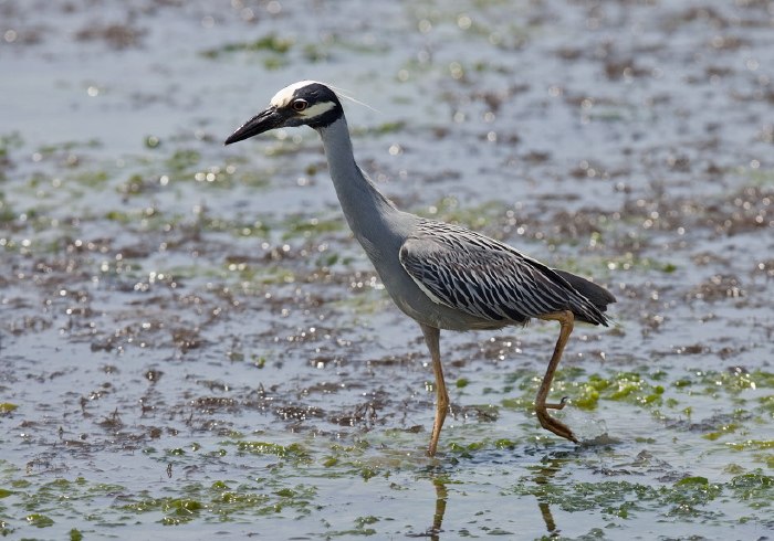 Nyctanassa violacea Ardeidae