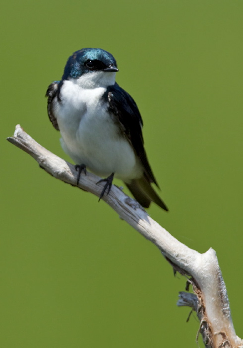 Tachycineta bicolor Hirundinidae