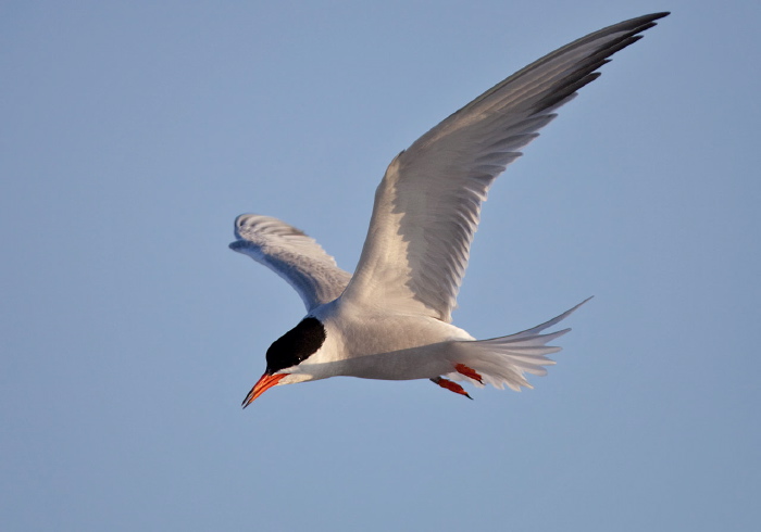 Sterna hirundo Sternidae