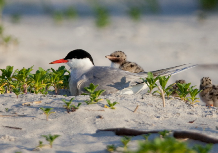 Sterna hirundo Sternidae