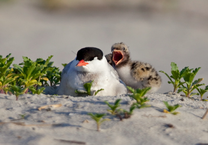 Sterna hirundo Sternidae