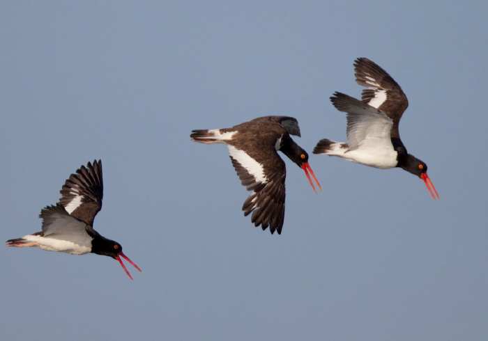 Haematopus palliatus Haematopodidae