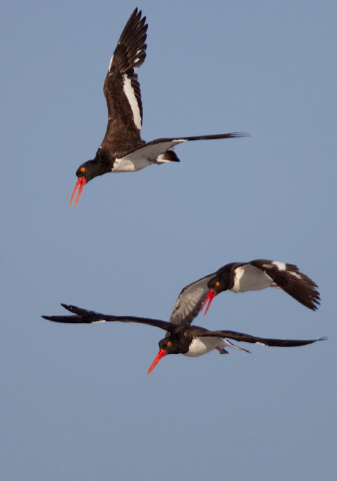 Haematopus palliatus Haematopodidae