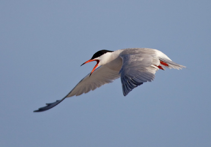 Sterna hirundo Sternidae