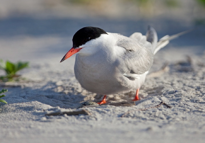 Sterna hirundo Sternidae