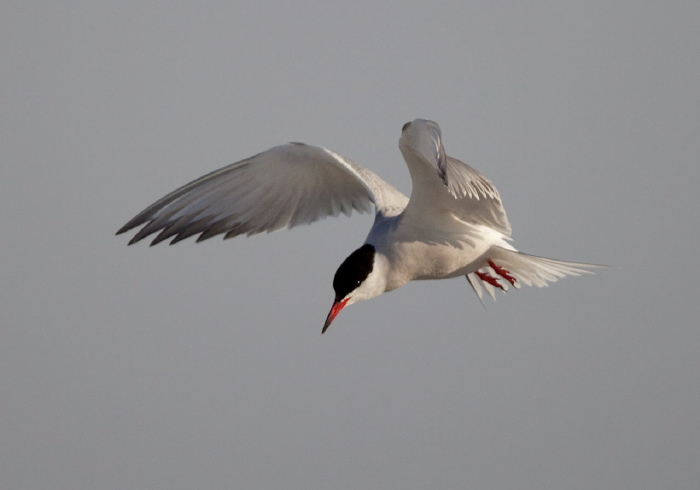 Sterna hirundo Sternidae