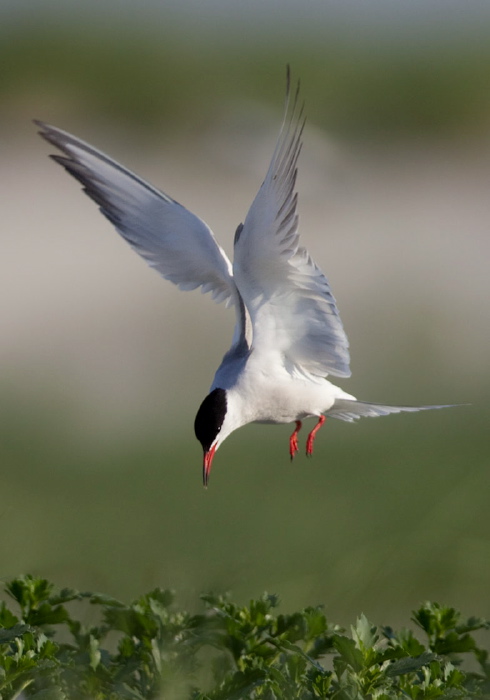 Sterna hirundo Sternidae