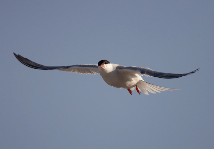 Sterna hirundo Sternidae