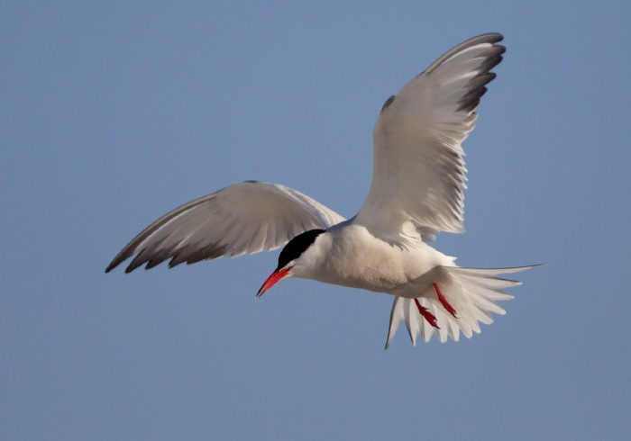 Sterna hirundo Sternidae