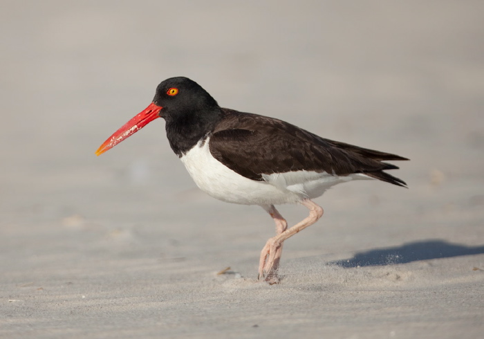 Haematopus palliatus Haematopodidae