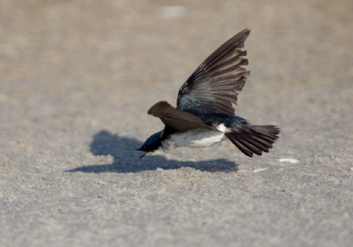 Tachycineta bicolor Hirundinidae