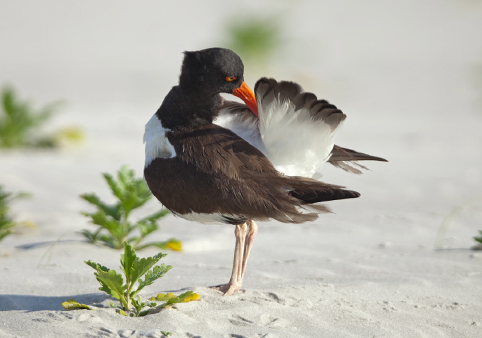 Haematopus palliatus Haematopodidae