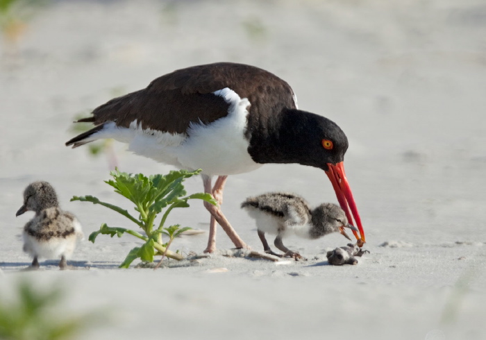 Haematopus palliatus Haematopodidae