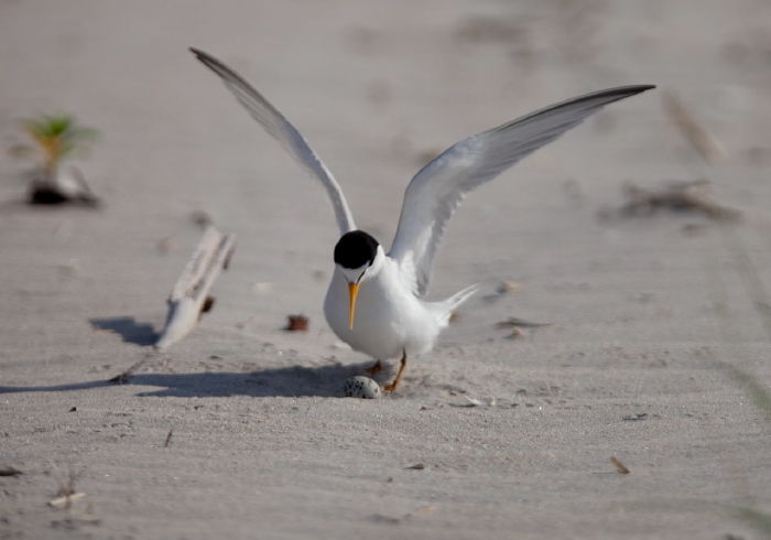 Sterna antillarum Sternidae