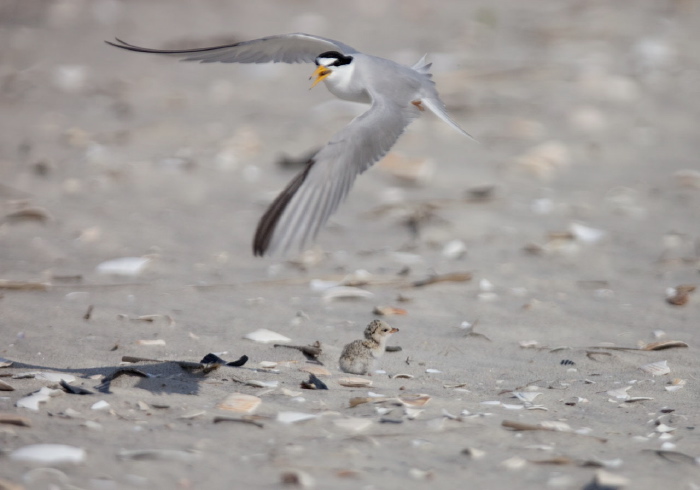 Sterna antillarum Sternidae