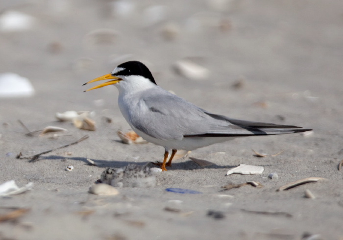 Sterna antillarum Sternidae