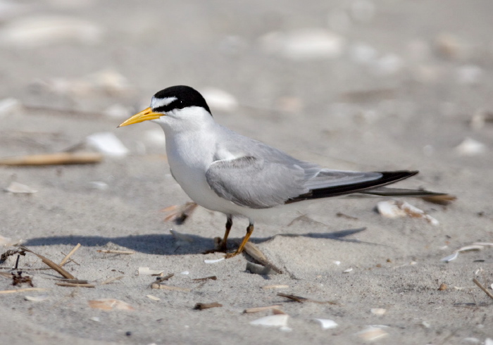 Sterna antillarum Sternidae