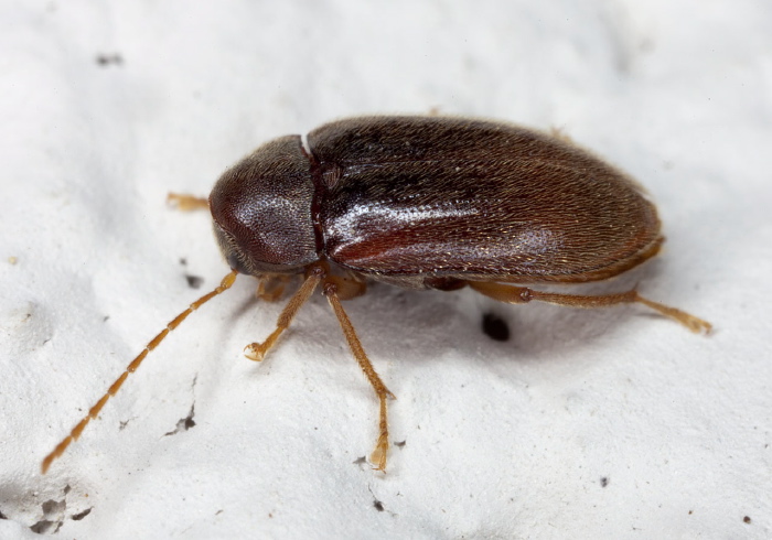 Ptilodactyla sp.? Ptilodactylidae