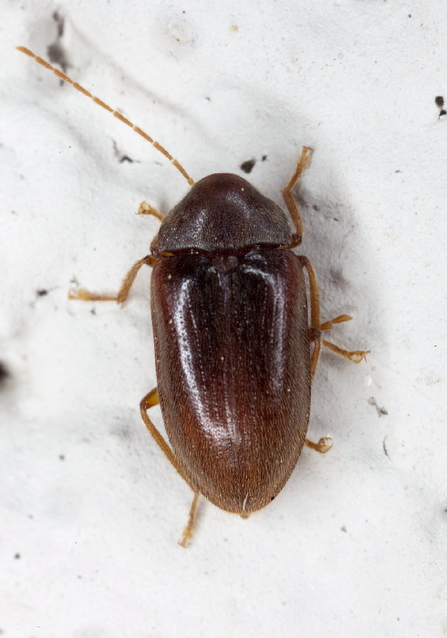 Ptilodactyla sp.? Ptilodactylidae