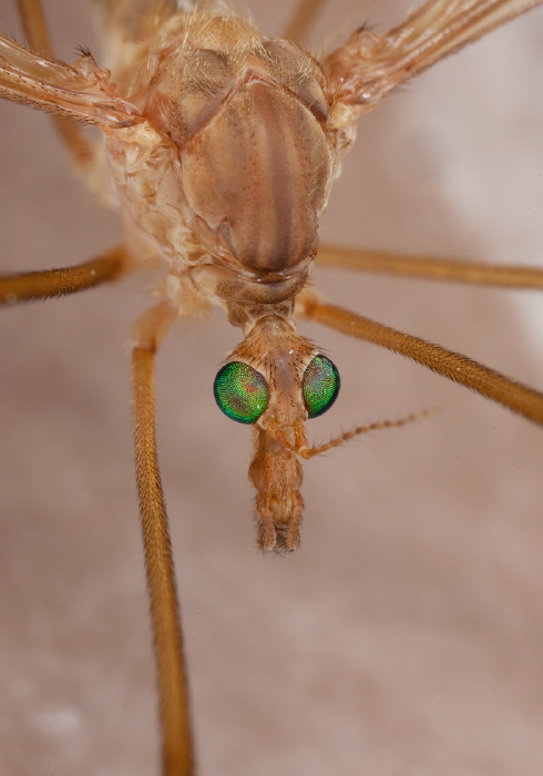 Tipula (Lunatipula) duplex Tipulidae