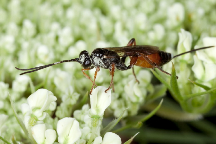 Aritranis director Ichneumonidae