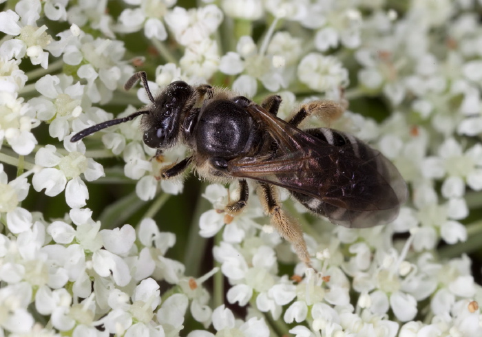 Lasioglossum sp. Halictidae