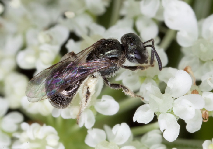 Lasioglossum (Dialictus) imitatum Halictidae