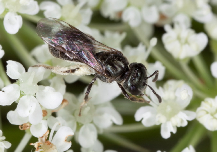 Lasioglossum (Dialictus) imitatum Halictidae