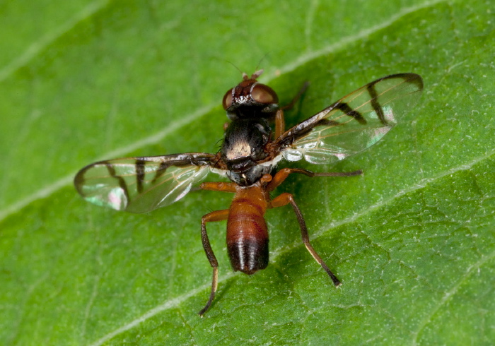 Rivellia colei or quadrifasciata? Platystomatidae